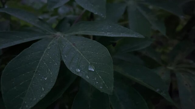 Dark green cassava leaves with rain droplets in low light garden environment. Moist foliage after rainfall creating calm, mysterious, and refreshing natural atmosphere.