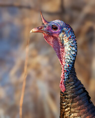 Obraz premium Wild turkey portrait showing colorful head and snood