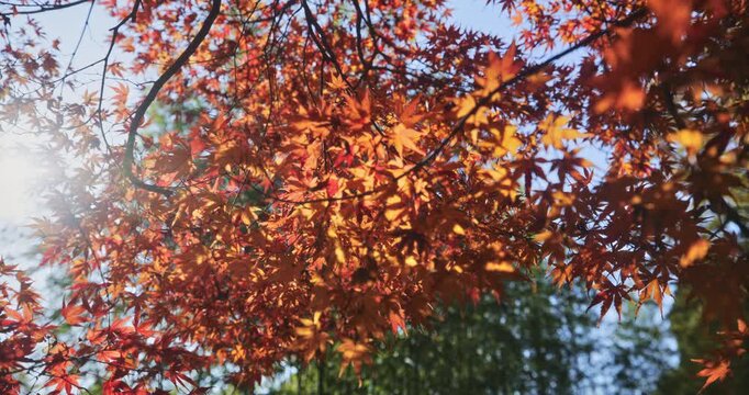 Glowing autumn leaves on branches as sun peeks through