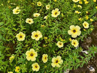 damiana flower in the morning