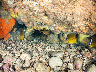 チョウチョウウオ, チョウチョウウオ科, Oriental ButterflyFish, Chaetodon aurites, ハコフグ, ハコフグ科, Boxfish, Ostracion immaculatus, 他。 ヒリゾ浜南伊豆町中木 静岡県伊豆半島-2025 日本有数のシュノーケリングスポット。 夏の数カ月間だけ渡し船で行ける。 水質透明度魚影が素晴らしい。  © d3_plus