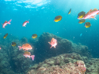 Fototapeta premium ホウライヒメジ, ヒメジ科, Whitesaddle goatfish, Parupeneus ciliatus, チョウチョウウオ, チョウチョウウオ科, Oriental ButterflyFish, Chaetodon aurites, 他。 ヒリゾ浜南伊豆町中木 静岡県伊豆半島-2025 日本有数のシュノーケリングスポット。 夏の数カ月間だけ渡し船で行ける。 水質透明度魚影が素晴らしい。 