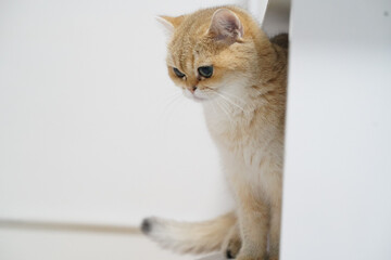 Obraz premium Golden cat short hair blue eyes sitting white background curious indoor pet adorable soft fur relaxed domestic feline young small cute whisker alert fluffy calm gentle playful animal mammal