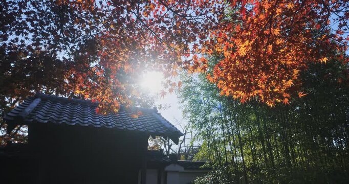 Silhouette of ancient Japanese structure in autumn forest near bamboo thicket - steady cam movement