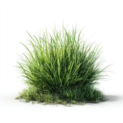 Lush green grass clump against a stark white background