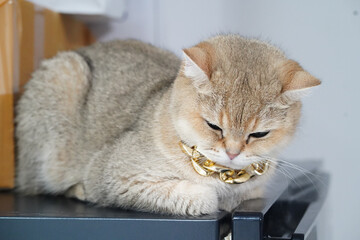 Golden cat short hair green eye gold chain luxury relaxed sitting indoor pet adorable feline domestic cute calm content fur whisker animal mammal stylish jewelry collar pampered elegant modern
