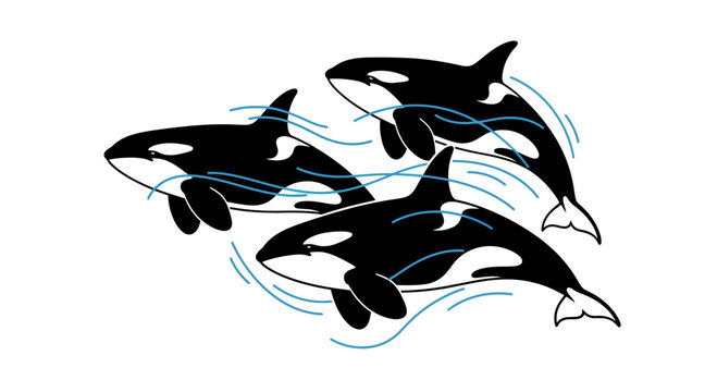 Three orcas swimming together in synchronized motion, depicted in a stylized illustration, showcasing their sleek forms and dynamic movement in the ocean.