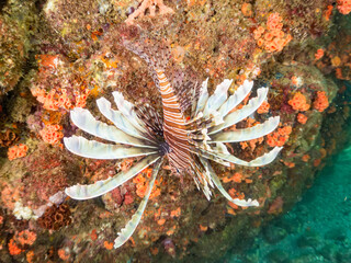 ハナミノカサゴ, ミノカサゴ亜科,
Red Lionfish, Pterois volitans,
他。
ヒリゾ浜南伊豆町中木
静岡県伊豆半島-2025
日本有数のシュノーケリングスポット。
夏の数カ月間だけ渡し船で行ける。
水質透明度魚影が素晴らしい。
