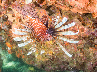 ハナミノカサゴ, ミノカサゴ亜科,
Red Lionfish, Pterois volitans,
他。
ヒリゾ浜南伊豆町中木
静岡県伊豆半島-2025
日本有数のシュノーケリングスポット。
夏の数カ月間だけ渡し船で行ける。
水質透明度魚影が素晴らしい。
