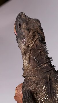 Exotic Indonesian Sailfin Lizard Being Fed with Metal Tweezers