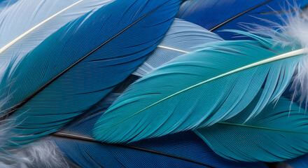 Striking Layers of Wonderful Bird Feathers