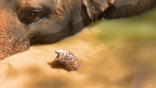 Close Up of Asian Elephant Bathing in Muddy Water in Phuket