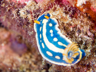 アオウミウシ, イロウミウシ科,
Colorful Sea Slug, Hypselodoris Festiva, Sea Slug,
他。
ヒリゾ浜南伊豆町中木
静岡県伊豆半島-2025
日本有数のシュノーケリングスポット。
夏の数カ月間だけ渡し船で行ける。
水質透明度魚影が素晴らしい。
