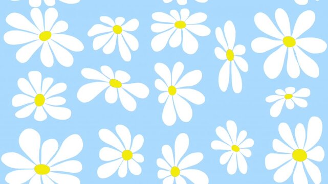 Floral Animated Pattern. Loop Background. Abstract Summer Banner with White Chamomile Flowers. Video in White on Light Blue Background
