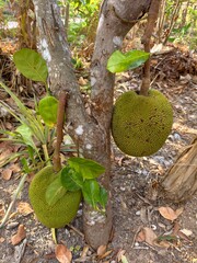 Raw jackfruit in a farmer's garden. © meechai39