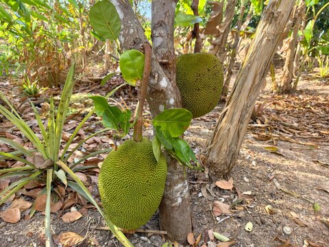 Raw jackfruit in a farmer's garden.