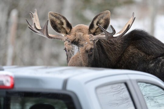 A wild Alaska bull moose (Alces alces gigas), with obvious battle scars on its forehead, looks over the roof of a pickup truck.