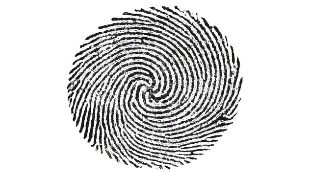 A close-up view of a fingerprint on a white background