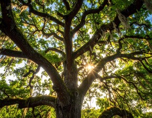 A large tree with sprawling branches and lush green leaves