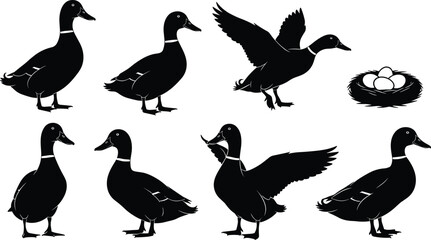 Black silhouette vector icons set of domestic mallard ducks standing, walking, flying, and a bird nest with eggs isolated on white background flat illustration