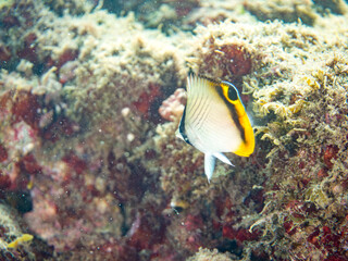 フウライチョウチョウウオ, チョウチョウウオ科,
Vagabond Butterflyfish, Chaetodon Vagabundus, 
幼魚yg,
他。
ヒリゾ浜南伊豆町中木
静岡県伊豆半島-2025
日本有数のシュノーケリングスポット。
夏の数カ月間だけ渡し船で行ける。
水質透明度魚影が素晴らしい。
