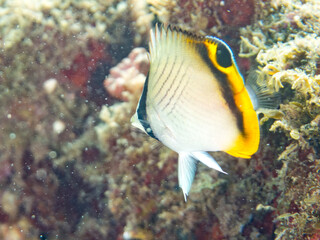 フウライチョウチョウウオ, チョウチョウウオ科,
Vagabond Butterflyfish, Chaetodon Vagabundus, 
幼魚yg,
他。
ヒリゾ浜南伊豆町中木
静岡県伊豆半島-2025
日本有数のシュノーケリングスポット。
夏の数カ月間だけ渡し船で行ける。
水質透明度魚影が素晴らしい。
