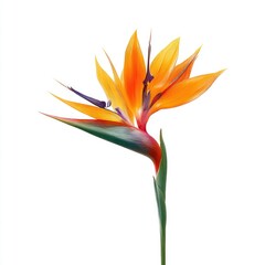 A vibrant, exotic bird of paradise flower with orange, yellow, and purple petals
