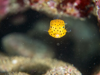 ミナミハコフグ, ハコフグ科, Yellow Boxfish, Ostracion cubicus, ハコフグ, ハコフグ科, Boxfish, Ostracion immaculatus, 幼魚yg ,  他。 ヒリゾ浜南伊豆町中木 静岡県伊豆半島-2025 日本有数のシュノーケリングスポット。 夏の数カ月間だけ渡し船で行ける。 水質透明度魚影が素晴らしい。  © d3_plus
