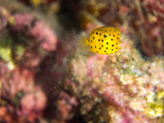 ミナミハコフグ, ハコフグ科, Yellow Boxfish, Ostracion cubicus, ハコフグ, ハコフグ科, Boxfish, Ostracion immaculatus, 幼魚yg ,  他。 ヒリゾ浜南伊豆町中木 静岡県伊豆半島-2025 日本有数のシュノーケリングスポット。 夏の数カ月間だけ渡し船で行ける。 水質透明度魚影が素晴らしい。  © d3_plus