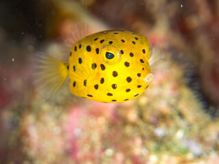 ミナミハコフグ, ハコフグ科, Yellow Boxfish, Ostracion cubicus, ハコフグ, ハコフグ科, Boxfish, Ostracion immaculatus, 幼魚yg ,  他。 ヒリゾ浜南伊豆町中木 静岡県伊豆半島-2025 日本有数のシュノーケリングスポット。 夏の数カ月間だけ渡し船で行ける。 水質透明度魚影が素晴らしい。  © d3_plus