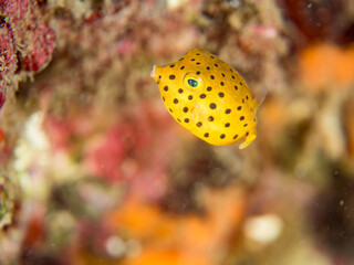 ミナミハコフグ, ハコフグ科, Yellow Boxfish, Ostracion cubicus, ハコフグ, ハコフグ科, Boxfish, Ostracion immaculatus, 幼魚yg ,  他。 ヒリゾ浜南伊豆町中木 静岡県伊豆半島-2025 日本有数のシュノーケリングスポット。 夏の数カ月間だけ渡し船で行ける。 水質透明度魚影が素晴らしい。  © d3_plus