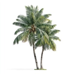 Fototapeta premium Two tall palm trees with lush green fronds on a bright white background