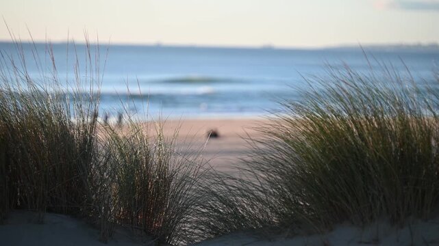 Dune grass framing ocean and sandy beach view