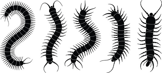 Centipede silhouette set showing crawling arthropod insect poses black creepy animal shapes isolated on white background illustration © Shuvo creative
