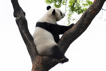 Obraz premium Beautiful Female Panda, Bai Tian, Sitting on the Tree, Beijing, China