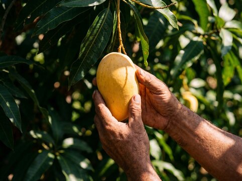 Hands holding a ripe mango on a tree branch with green leaves.
