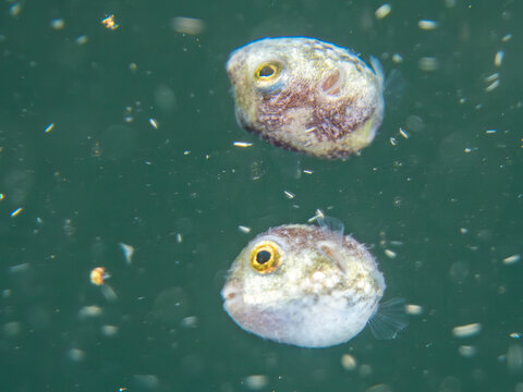 モヨウフグ, フグ科,
Stellate puffer, Starry puffer, Starry toadfish, Arothron stellatus, 
幼魚yg,
他。
ヒリゾ浜南伊豆町中木
静岡県伊豆半島-2025
日本有数のシュノーケリングスポット。
夏の数カ月間だけ渡し船で行ける。
水質透明度魚影が素晴らしい。
