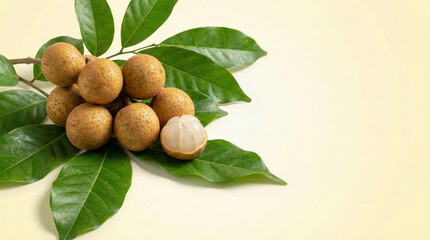 A close-up view of a branch with fresh longan fruits and green leaves against a soft yellow background