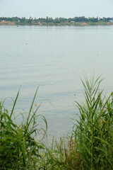 Tranquil tropical river scene with calm pale water, vibrant green foreground plants, and distant village on a clear day, serene landscape.