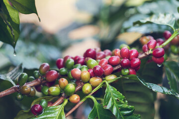 Coffee beans borne on trees in farms and gardens, raw coffee beans in the growing season and drops...