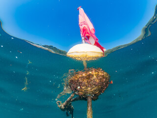 ブイに住む幼魚達 ニジギンポ, Striped Poison-Fang Blenny Mimic, Petroscirtes breviceps, オヤビッチャ, Sergeant Major, Abudefduf vaigiensis, 幼魚yg, 他。 ヒリゾ浜南伊豆町中木 静岡県伊豆半島-2025 日本有数のシュノーケリングスポット。 夏の数カ月間だけ渡し船で行ける。 水質透明度魚影が素晴ら © d3_plus