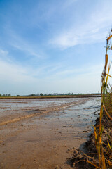 Expansive muddy rice paddy field prepared for planting under a clear blue sky, depicting serene rural agricultural landscape ready for cultivation.