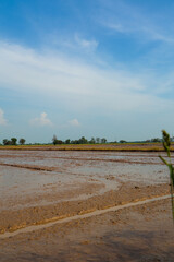 Traditional muddy flooded rice paddy field prepared for planting under a vast blue sky, reflecting peaceful rural agriculture.