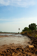Tranquil agricultural rice field with muddy water reflecting clear blue sky and distant palm tree in a serene rural landscape.