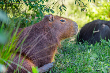 Capybara or Carpincho resting on the grass in its natural habitat in El Palmar National Park in Entre Ríos © LautaroFederico
