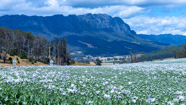 Mount Roland over opium poppy fields