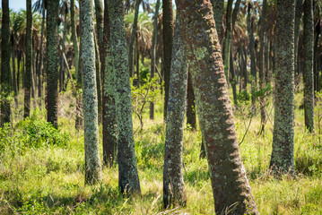 Fototapeta premium A close-up view of a group of palm tree trunks side by side in El Palmar National Park in Entre Ríos.