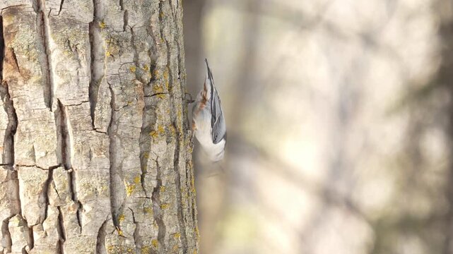 an upside down white breasted nuthatch bird searches for bugs in slow motion on the trunk of a spruce tree.