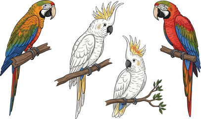 Collection of colorful hand-drawn parrots and cockatoos perched on branches detailed vintage illustration for nature wildlife or exotic pet designs © Zohaib
