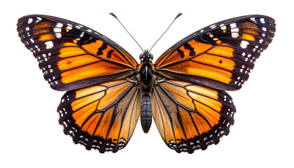 Obraz premium Vibrant orange butterfly with intricate black and white wing patterns captured in detailed close-up on pure white background